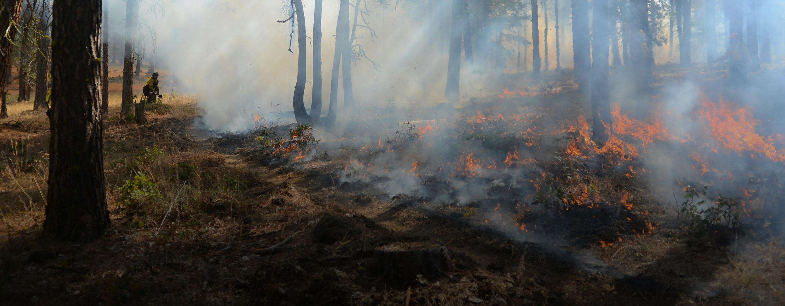 XyloPlan Welcomes David Volat as Head of Sales